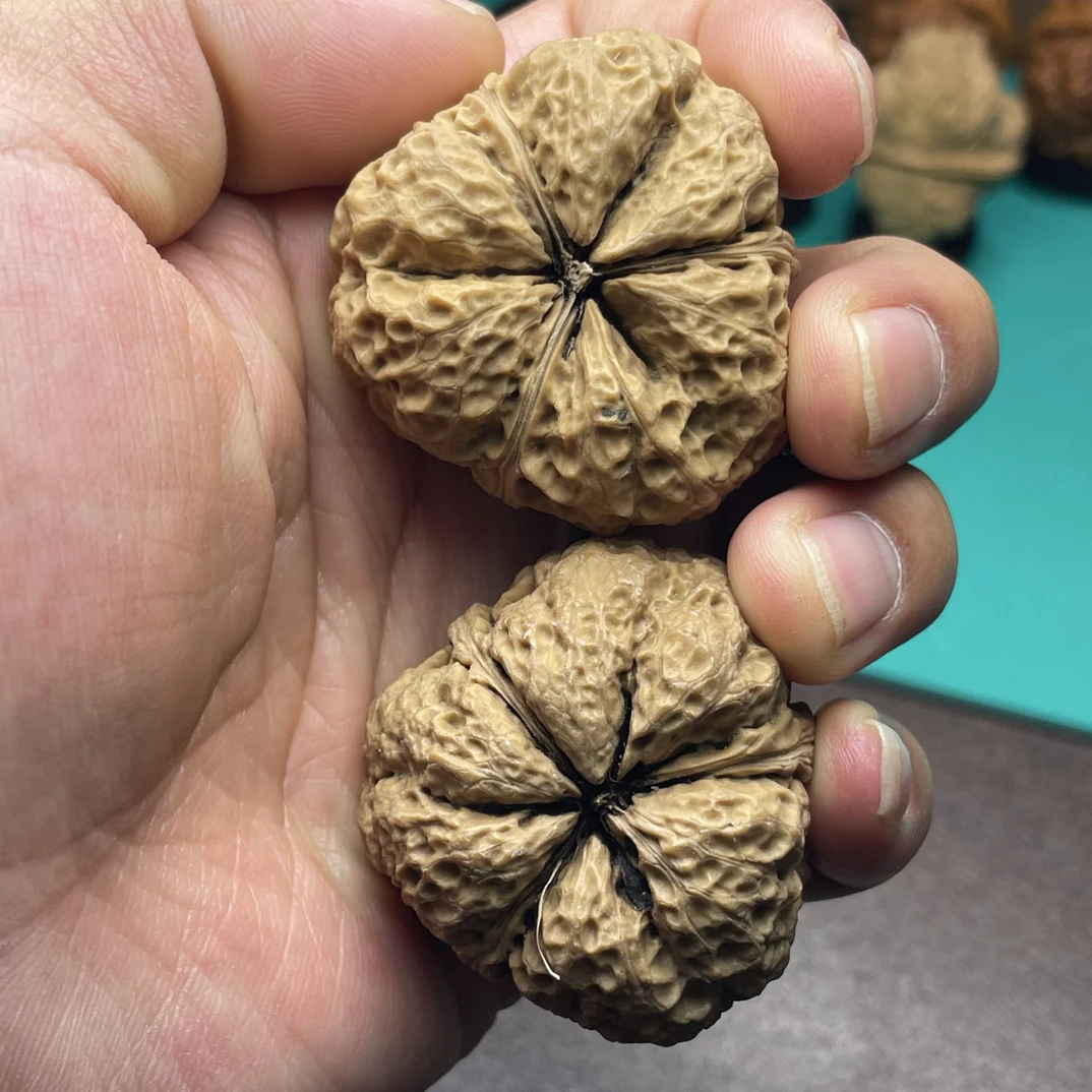 龙爪三棱，52克，41mm