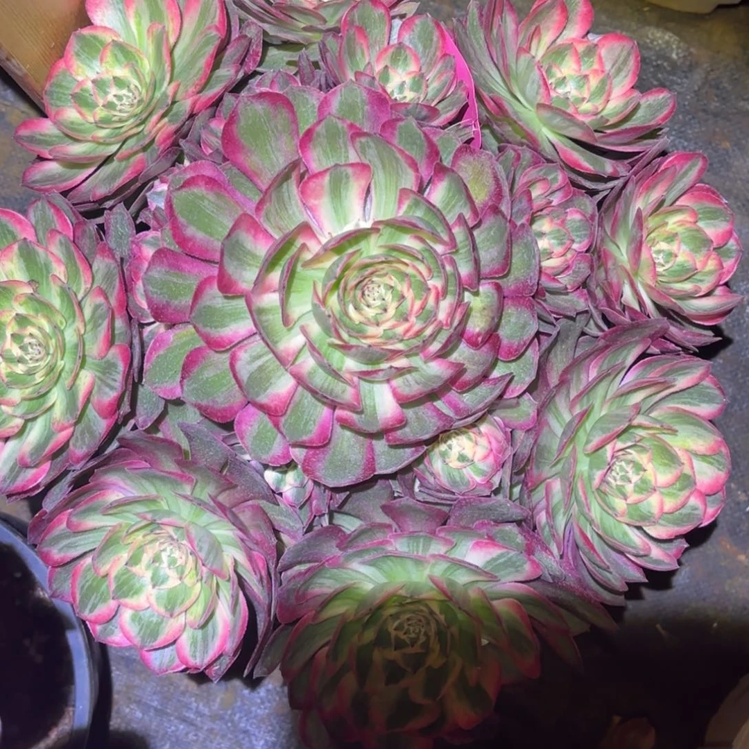 云南多肉植物赤子心