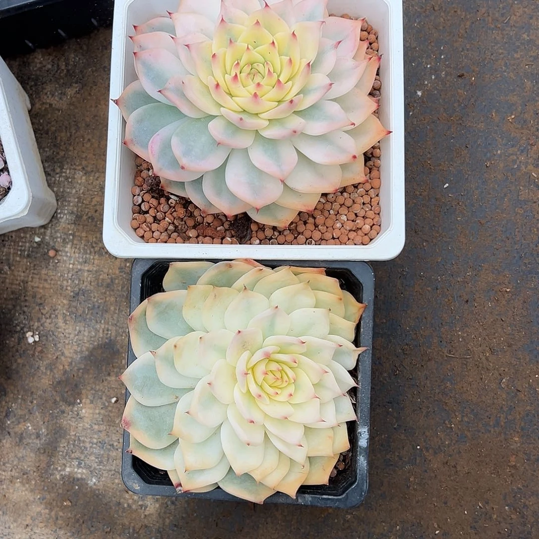 ?*挞吉娃娃锦两颗，叶心全锦