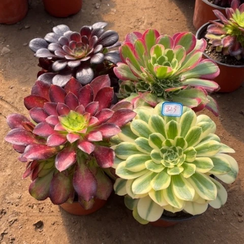 823多肉植物组合