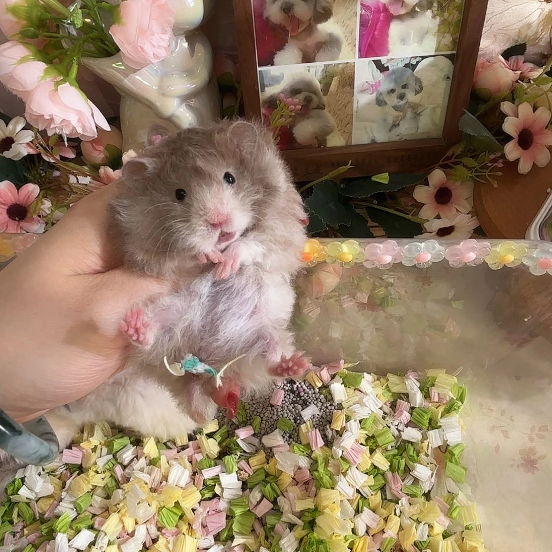 巧克力波利妹妹卷毛