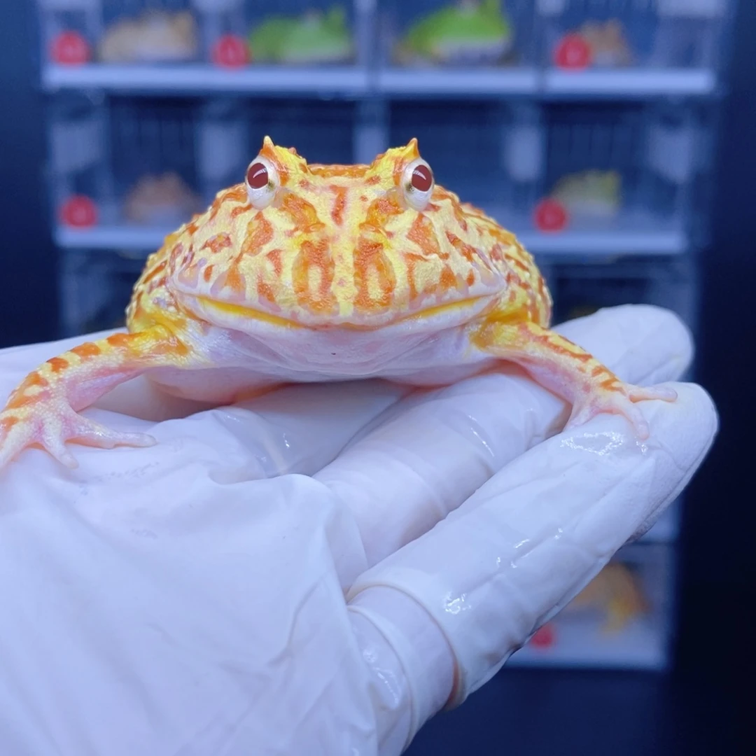 角蛙血丝南瓜一只。