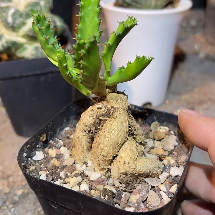 无花朵飞龙大戟块根一物一拍