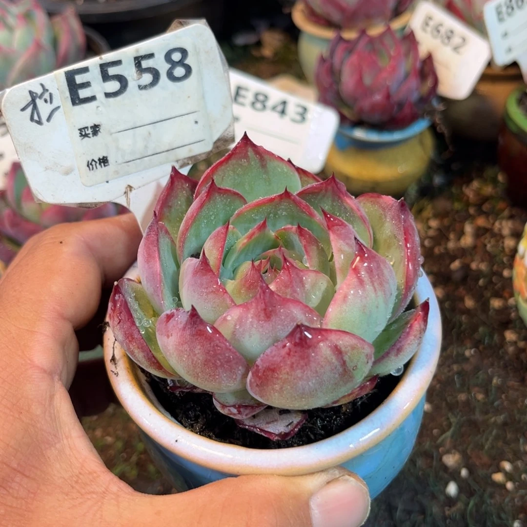 惊鸿一瞥558号多肉