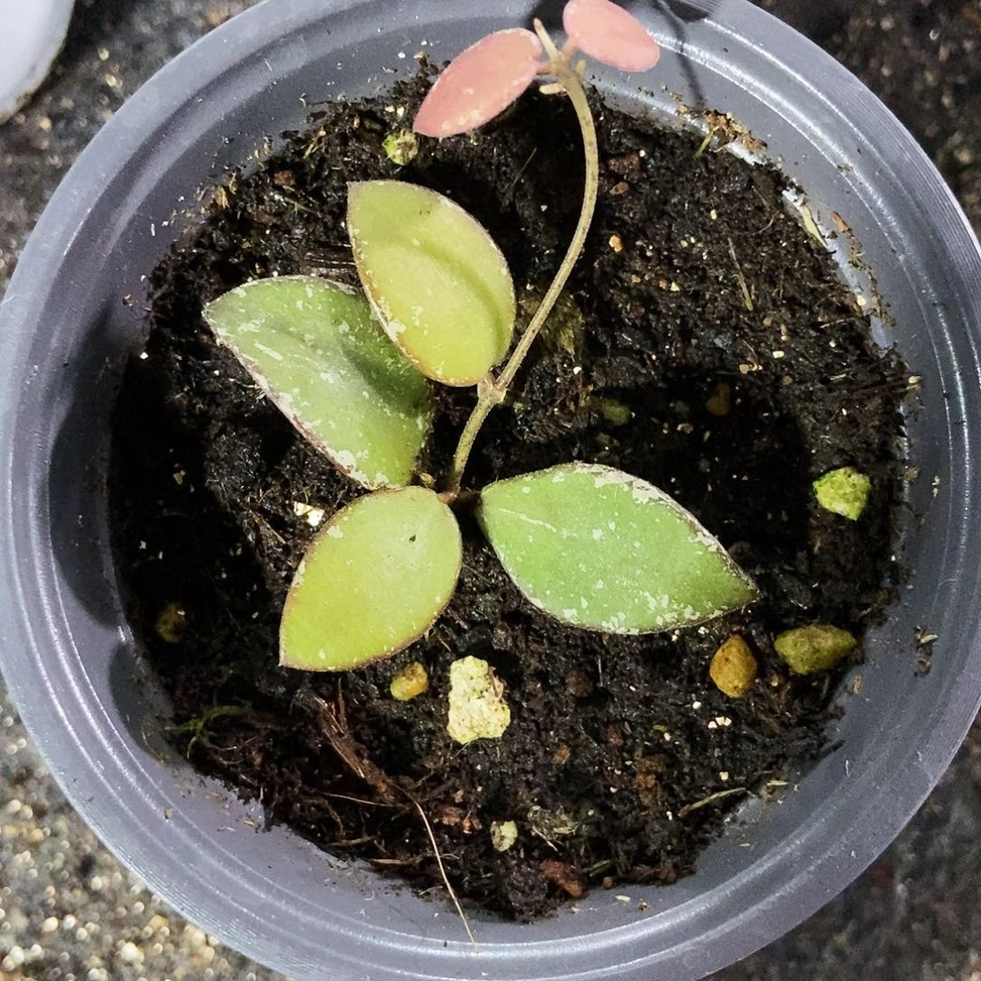 完全开放加里曼丹50