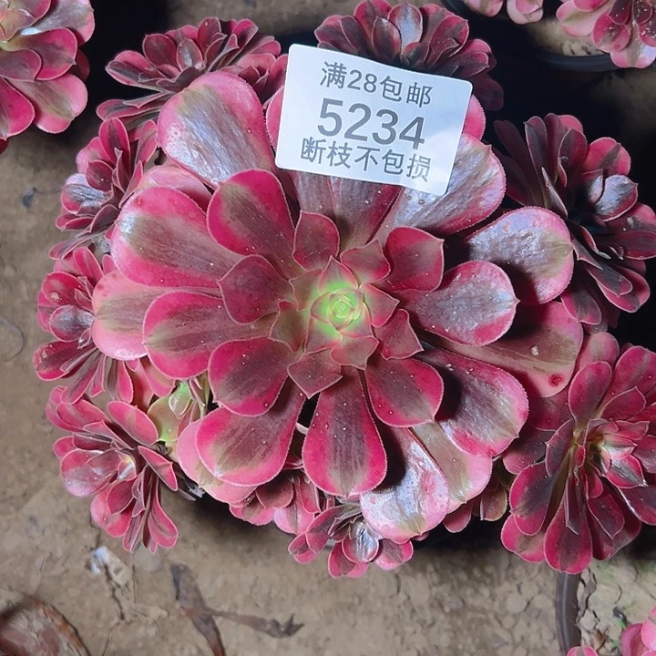 5234美杜莎多肉植物