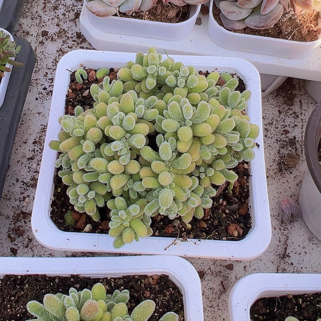 大冰晶枝干样品19包邮