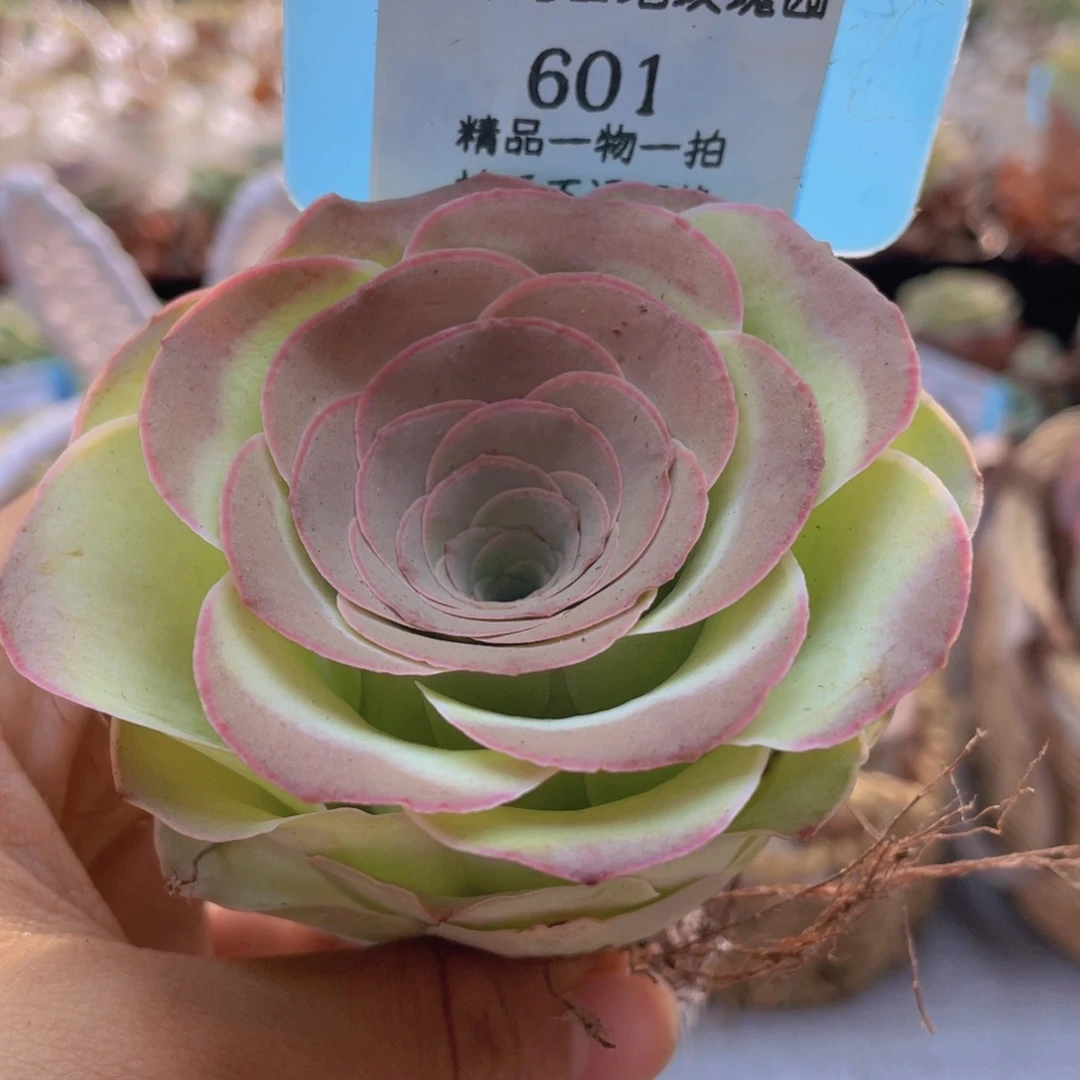 山地玫瑰601裸根发货不售后