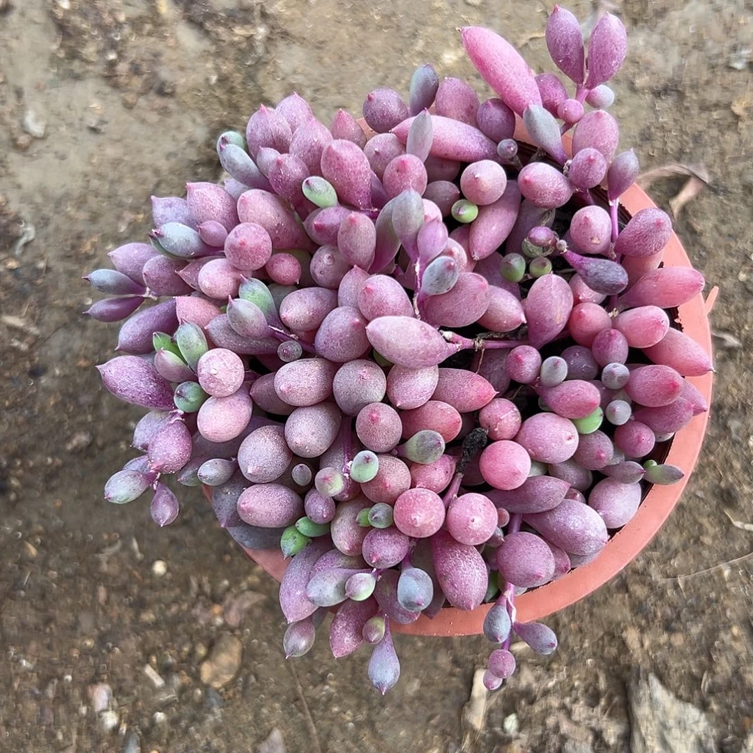 紫葡萄呃呃呃呃呃呃