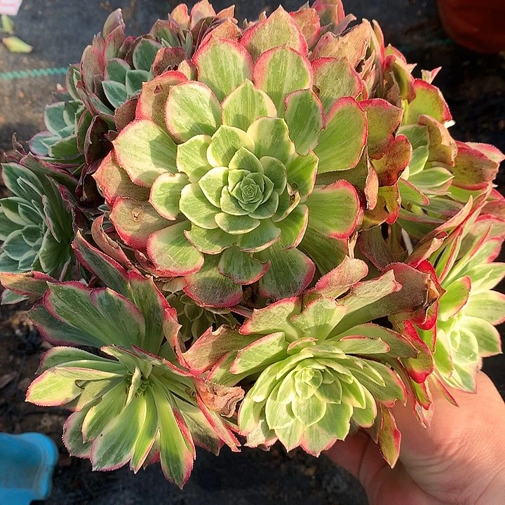 628水蜜桃多肉植物