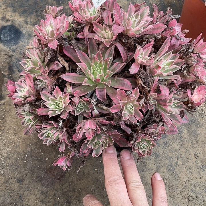 214凤凰锦多肉植物法师