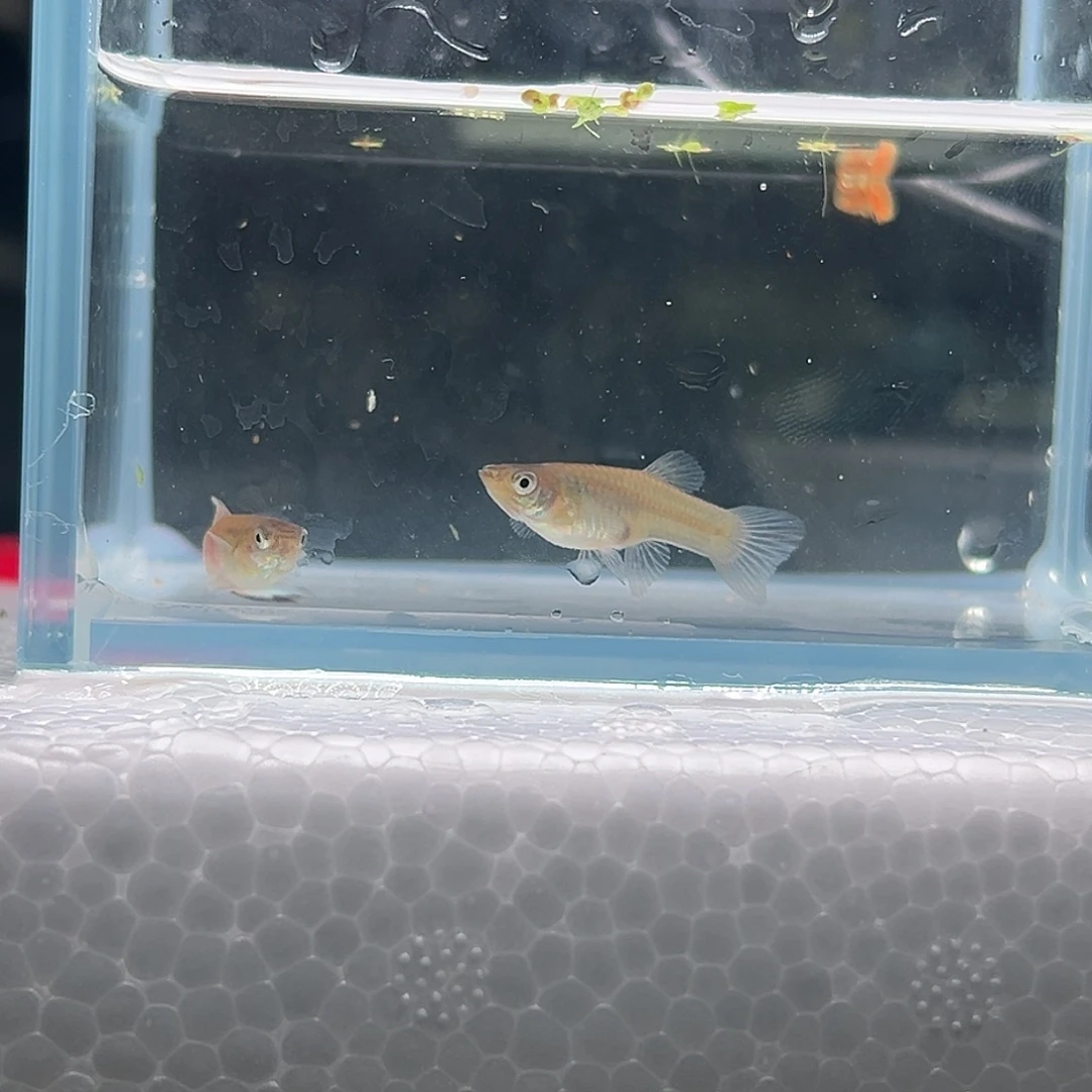 孔雀鱼底剑孔雀鱼