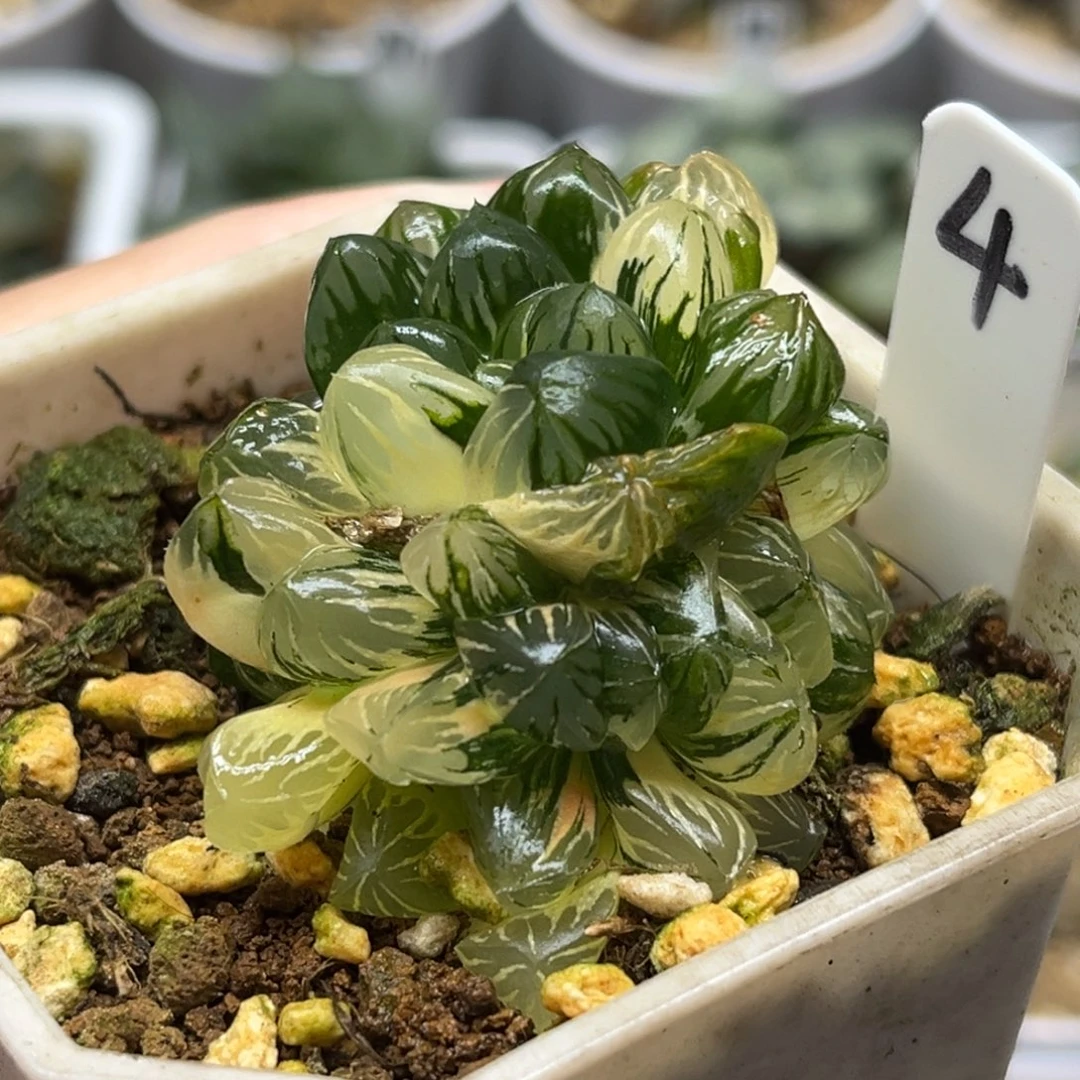 4群生老川灯芯玉露锦