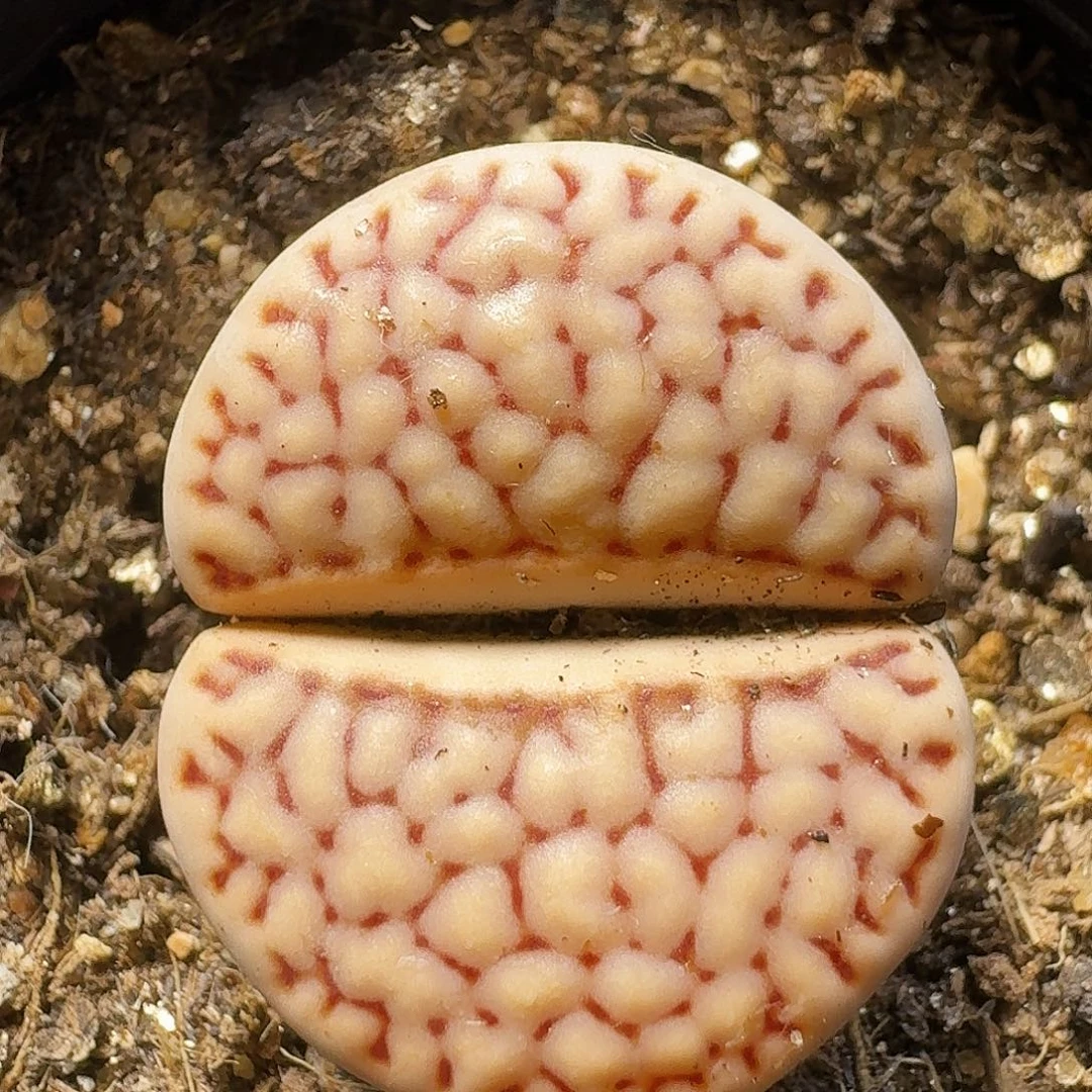 生石花111111。   251