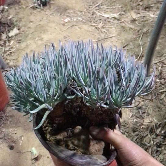 仙女杯多肉植物01