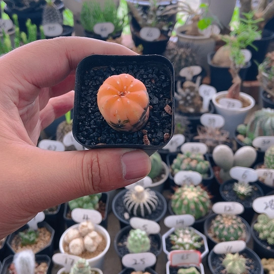 橙色兜锦一物一拍