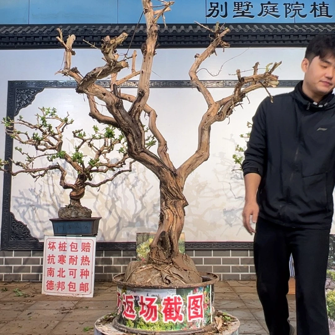 无花朵金银286655698899