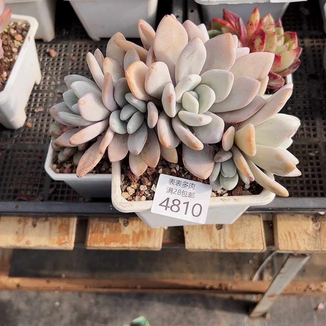 9号平**康我们的确是一4810