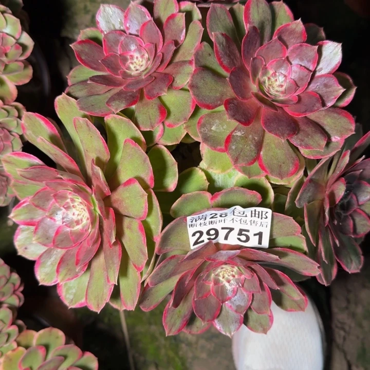 29751南花妖多肉植物