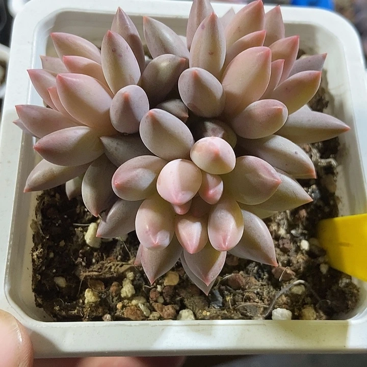 多肉植物车厘子群638