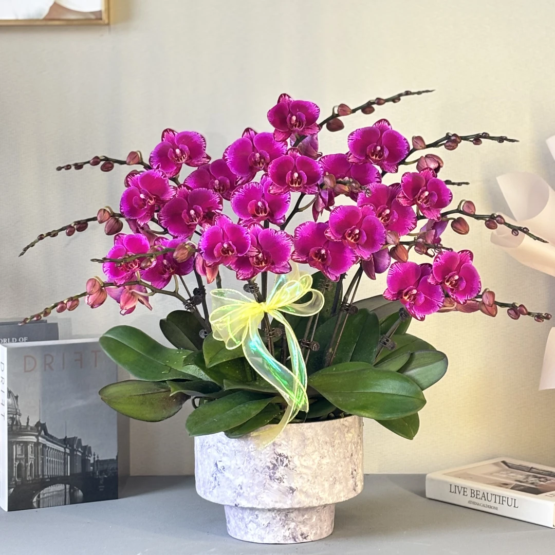 蝴蝶兰《光芒四射》紫色系 幸运之花 精美兰花组盆 客厅办公室摆件