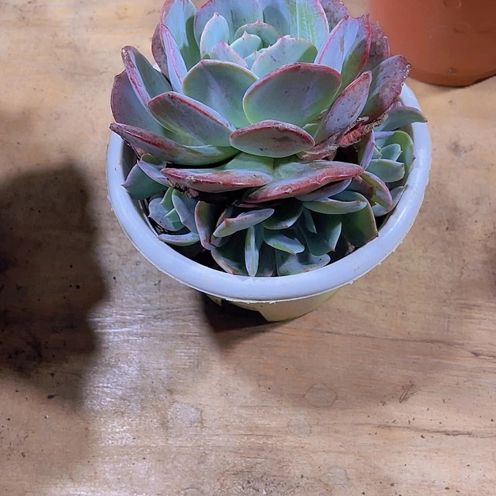 幸**妈000000000000000100