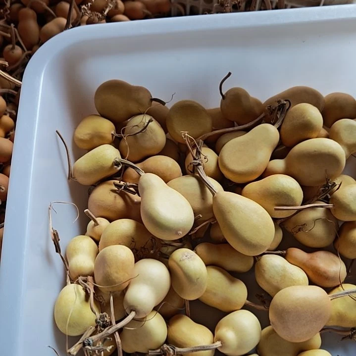*****天然葫芦选品链接