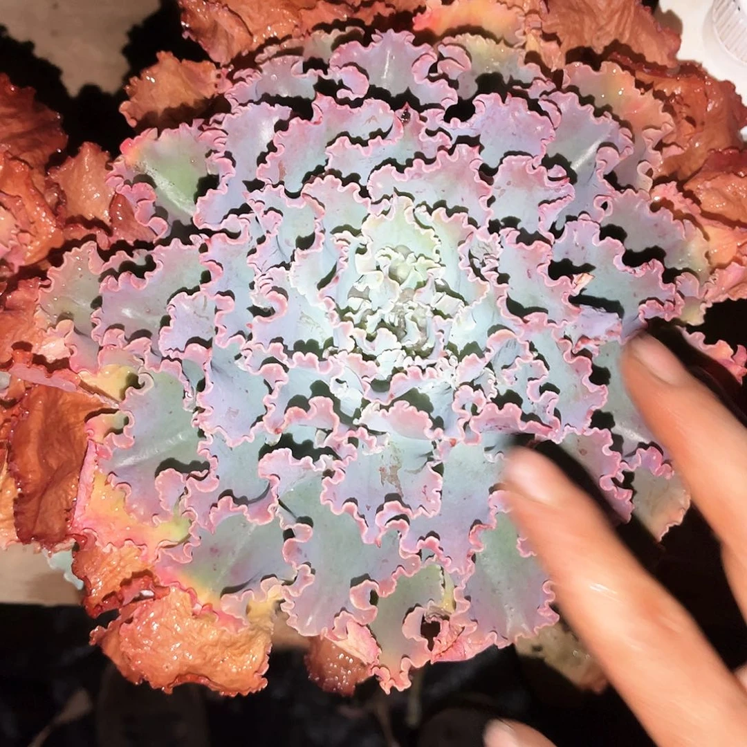 蓝虎13.99多肉植物