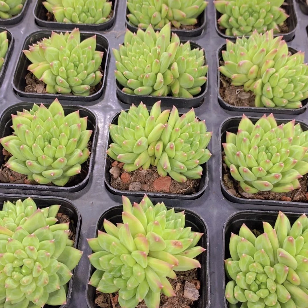 134-Z精品甲骨文双头一个