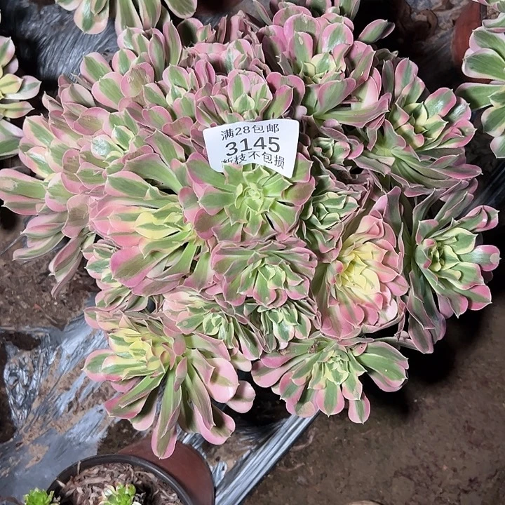 3145白凤多肉植物