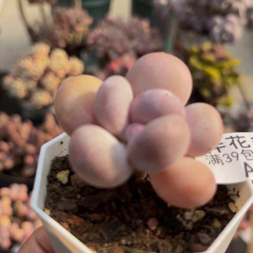 365彩虹奶4cm多肉植物