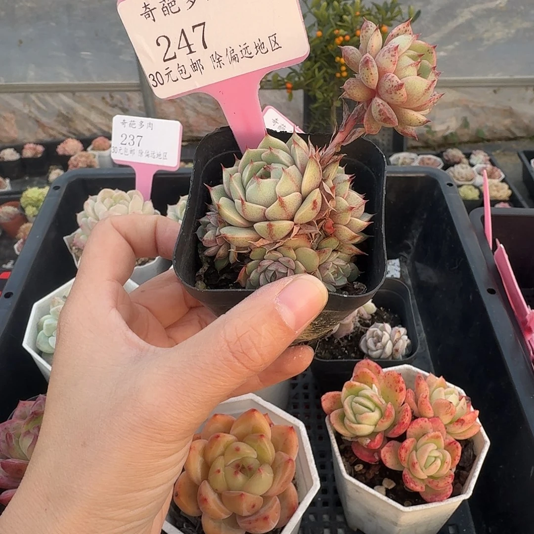 247 多肉脱土 群生不包整 30元包邮除偏远