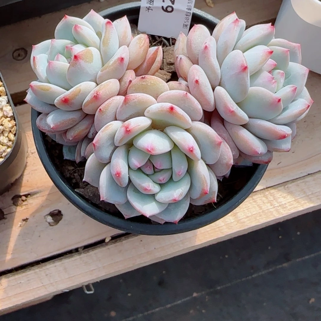 星星橙，6216多肉植物