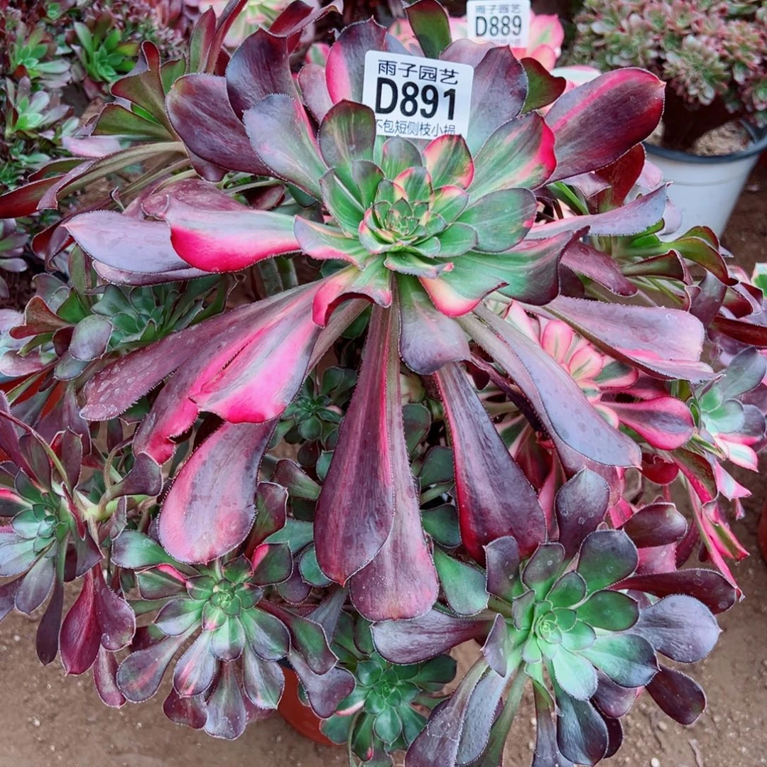 891花蝴蝶雨子多肉植物