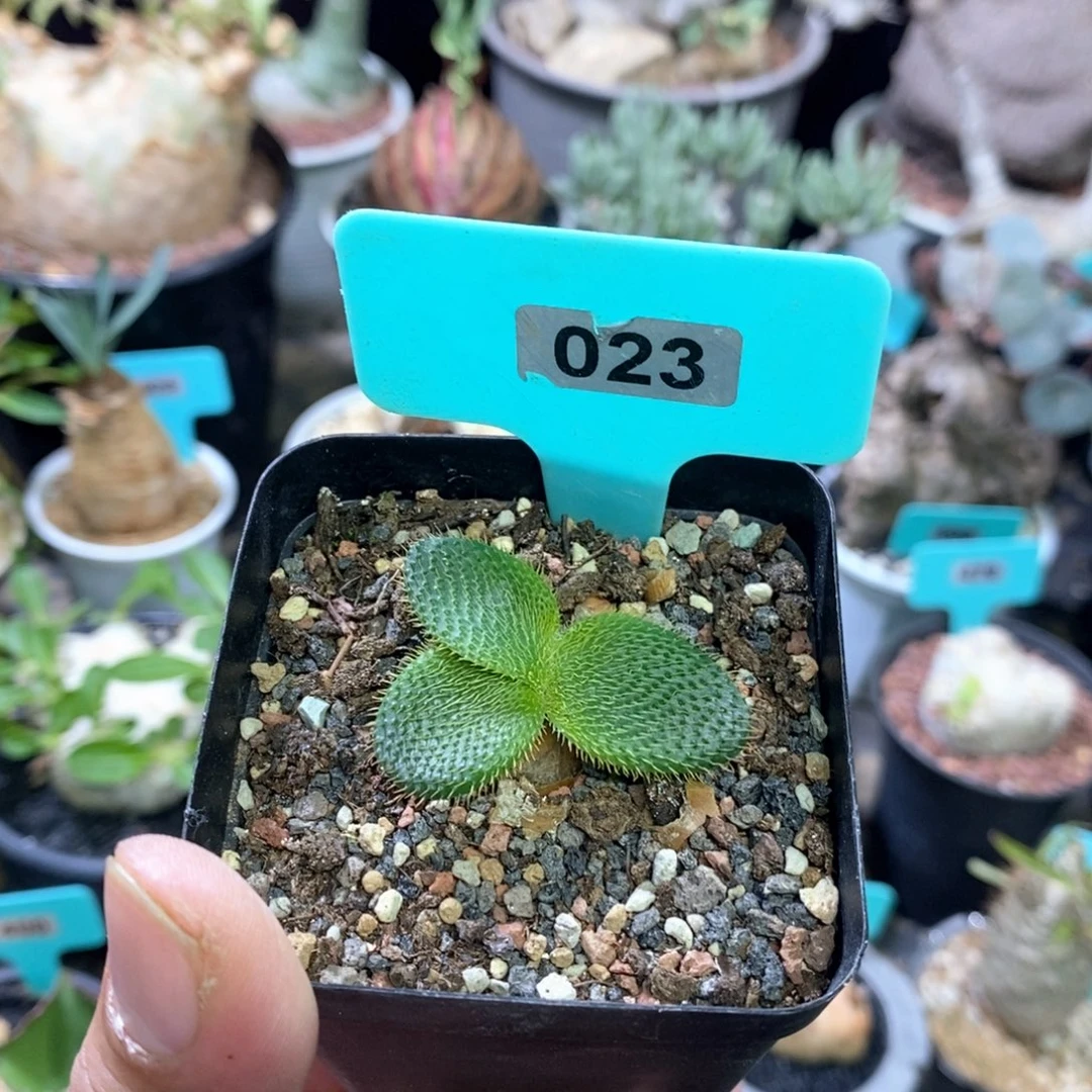 刺叶灯台百合一个