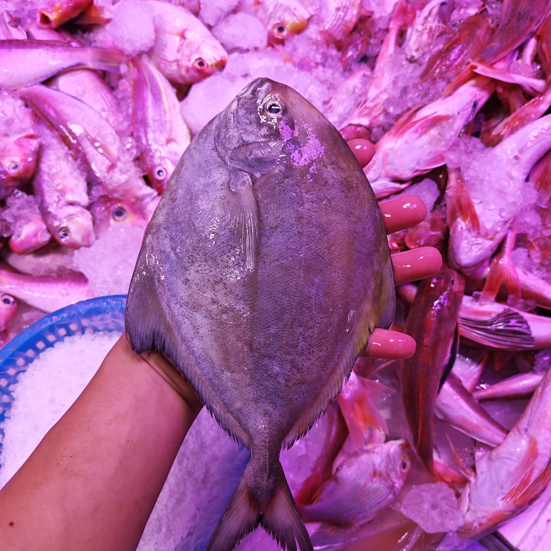 汕尾本港野生灯光黑枪黑汕尾海鲜直播