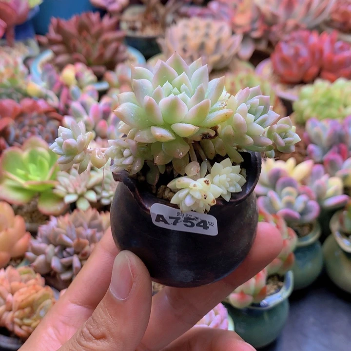 一物一拍含盆土满38包邮A754