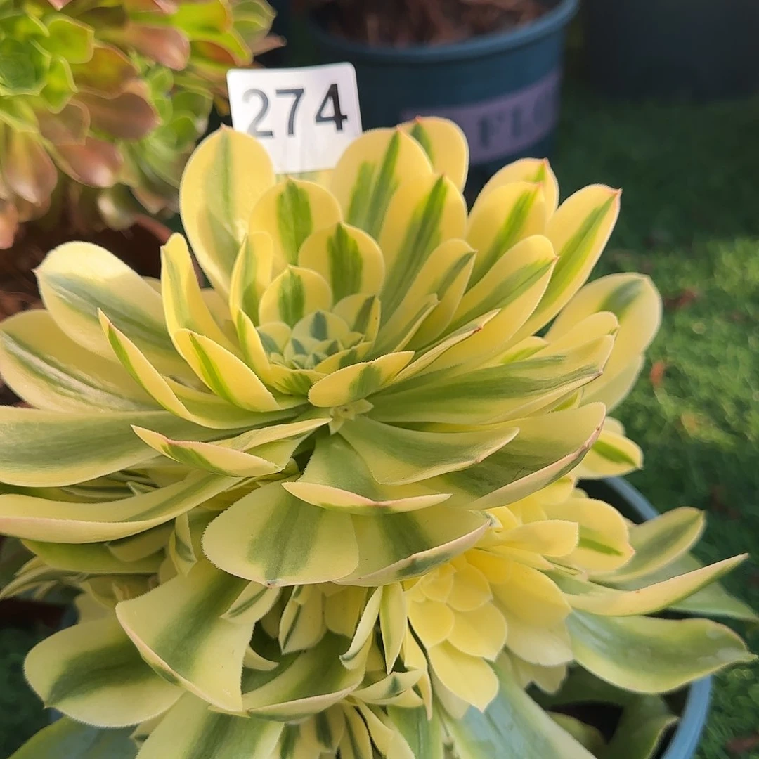 多肉植物新尼亚274