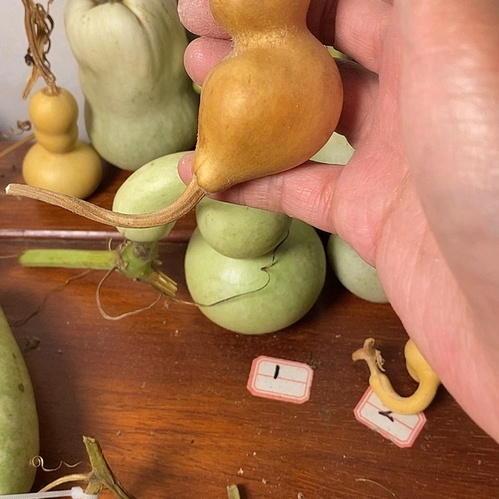 卡***尔青皮葫芦手把件摆件