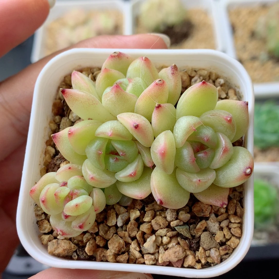 58包邮  群生不包整 150