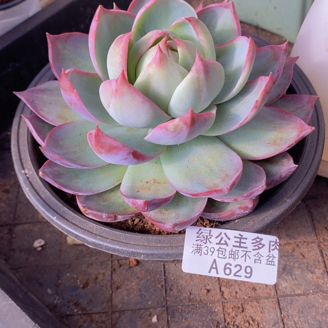 惊鸿仙子10cm629多肉植物