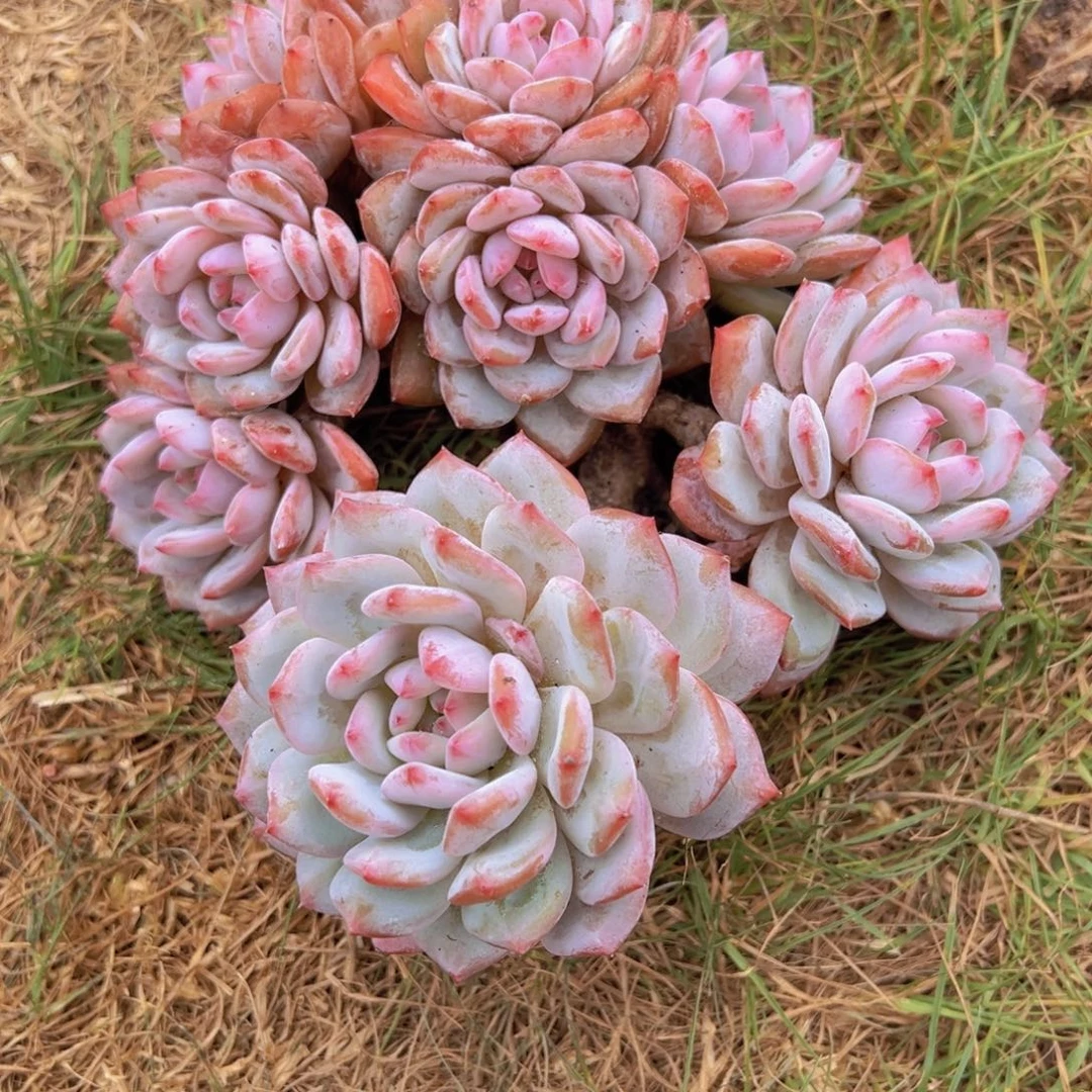 一物一拍多肉植物