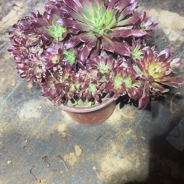 不包侧枝一物一拍17