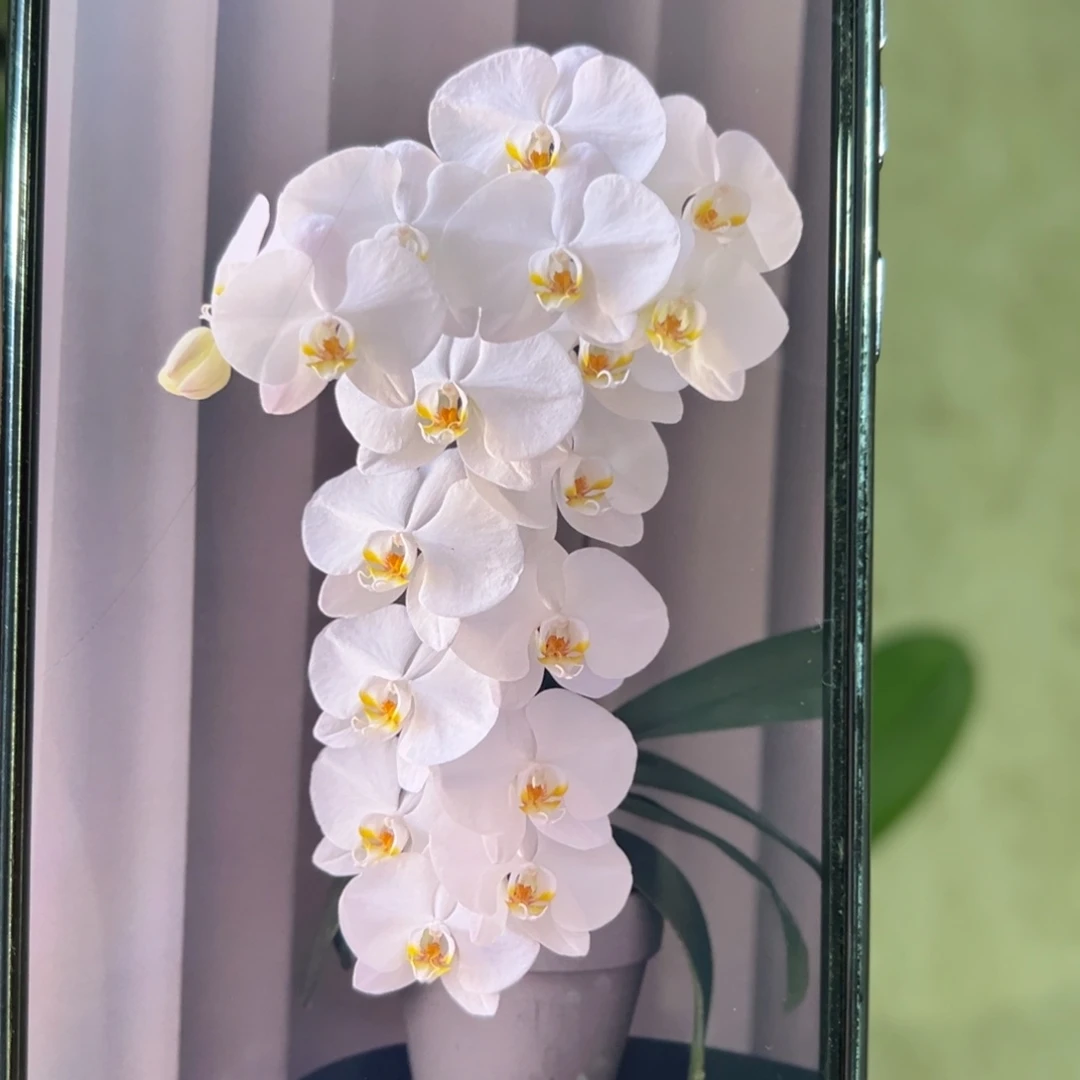 当前无花栽培后可以开花大白，凑单发货