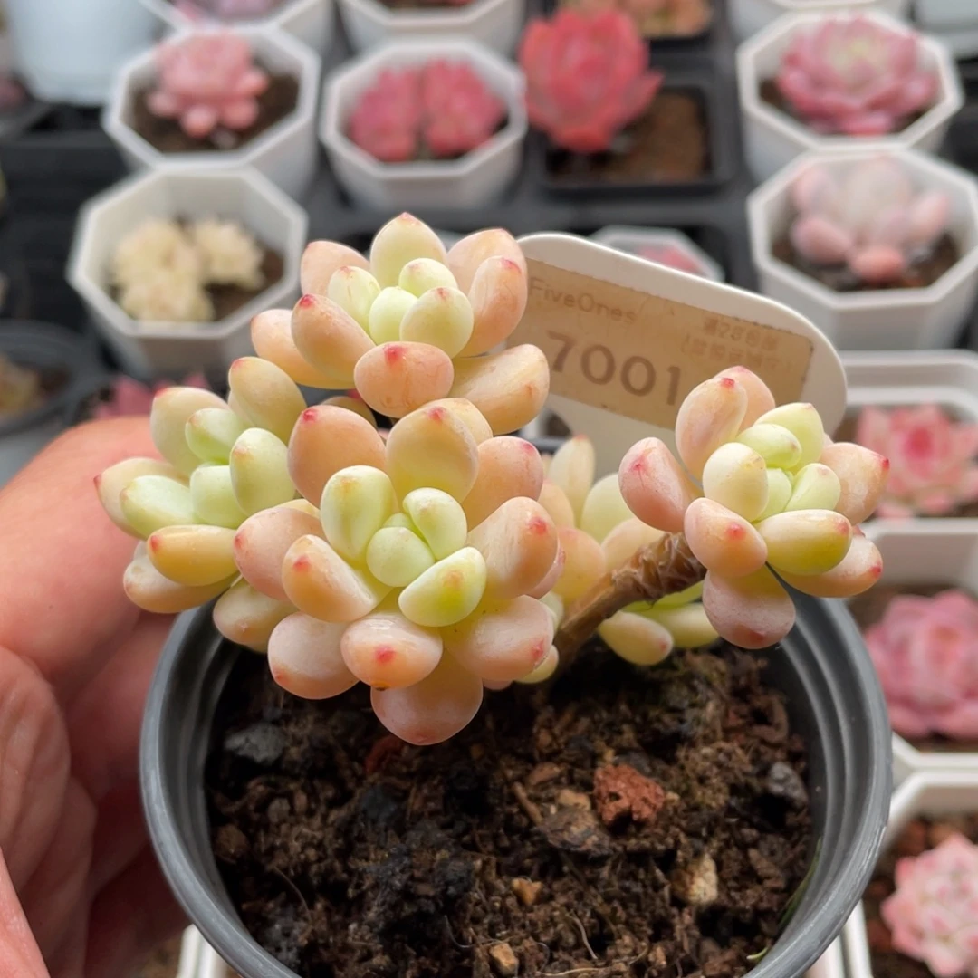 罗琦7001-9.0厘米