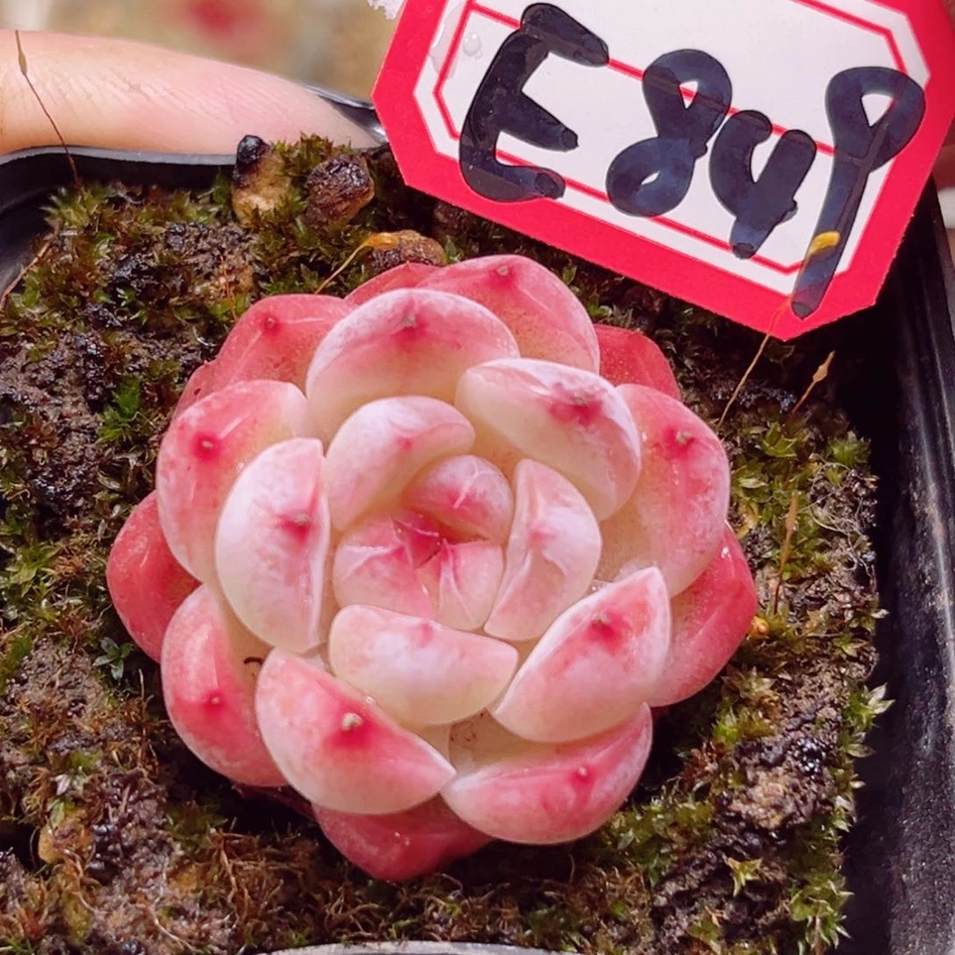 E849一物一拍 茹烟