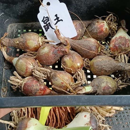 无花朵鼠王2+发一个