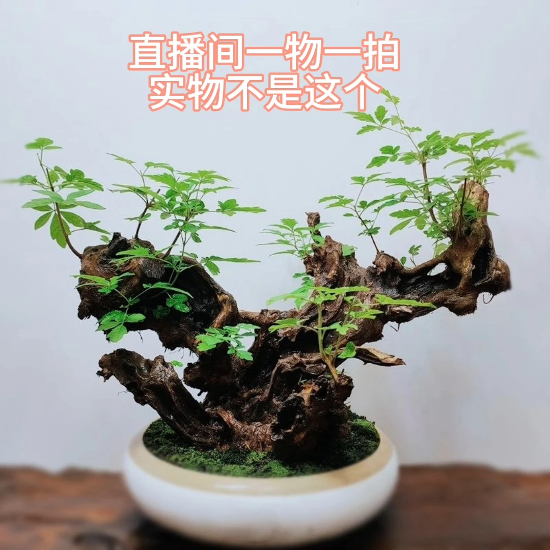 太行山小叶崖荆盆景老桩（直播间一物一拍，平常请勿下单）