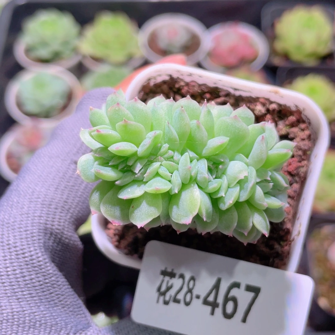 花利美28-467珍妮缀化