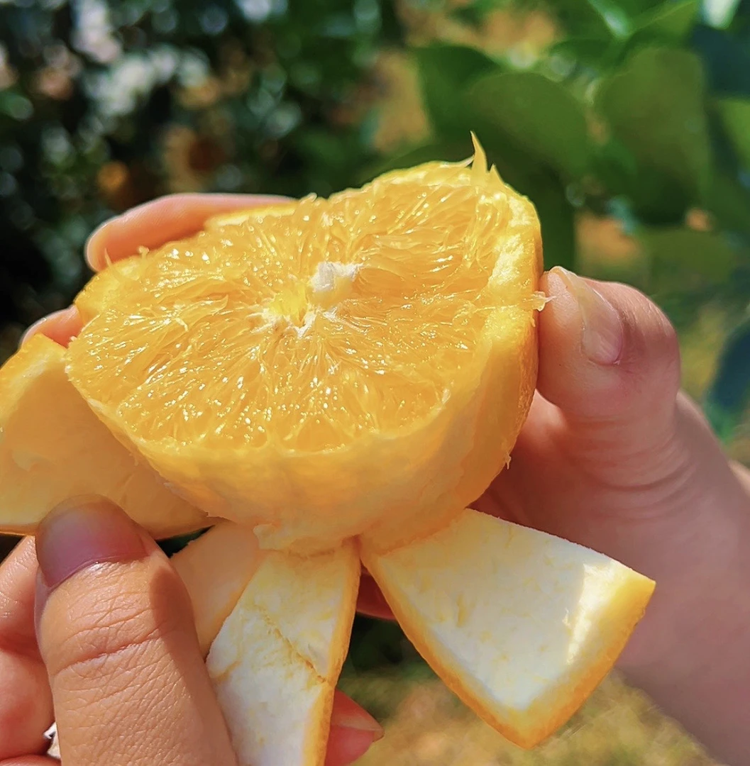 【1号 】 赣南脐橙产地果园直发